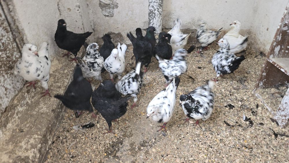 Porumbei diferite rase