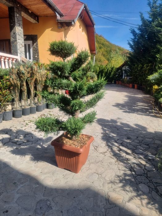 Pompon bonsai leylandi