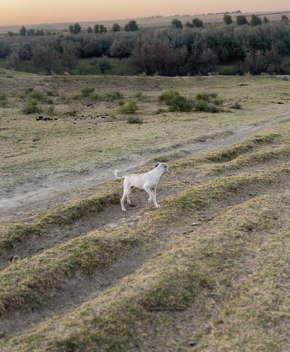 Грейхаунд Тазы.