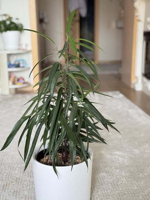 Фикус длинолистный