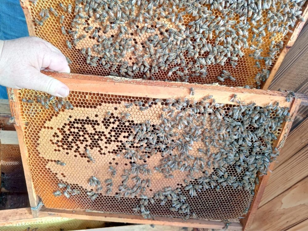 Vand roiuri albine Matca Carnica 2025