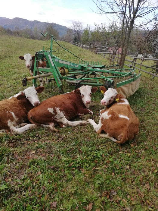 Vand vaci bălțate (bălțata romaneasca)