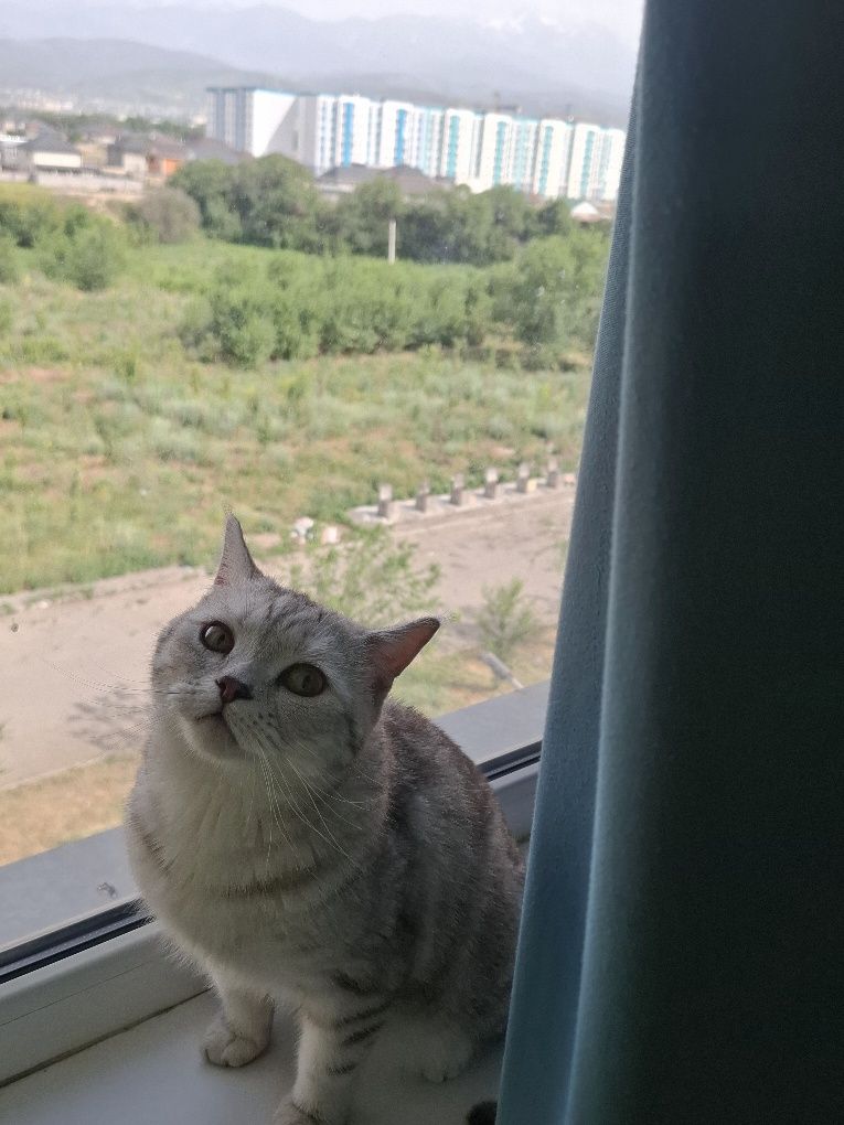 Продаётся кот. Британский прямоухий.