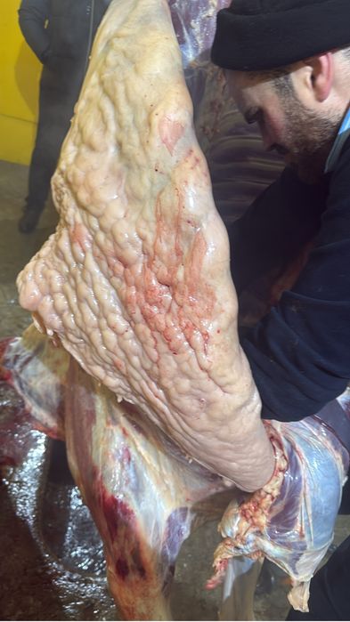 Соғым семіз 3 ай бидай қызылшамен байланған биелер 2600 тг ден