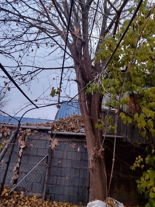 Деревья на дрова