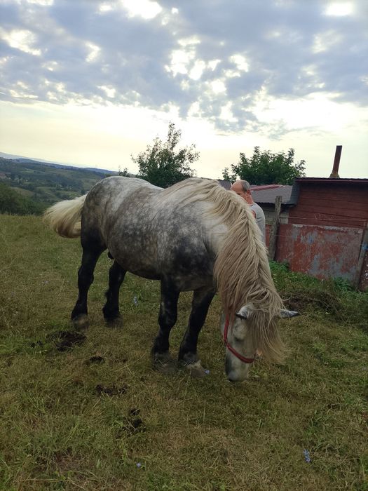 Armasar de vanzare sau schimbcu vaci