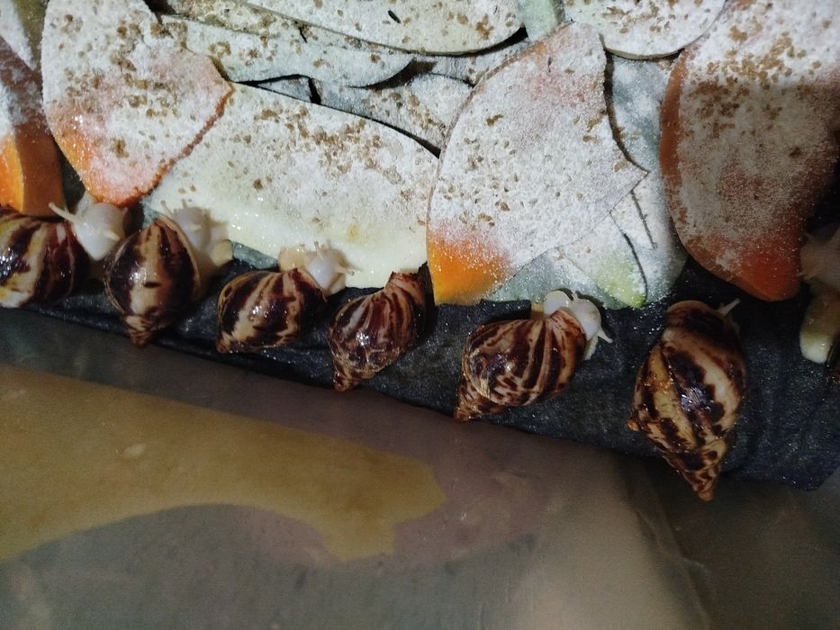 Косметологические улитки ахатины  ретикулята Альбино боди