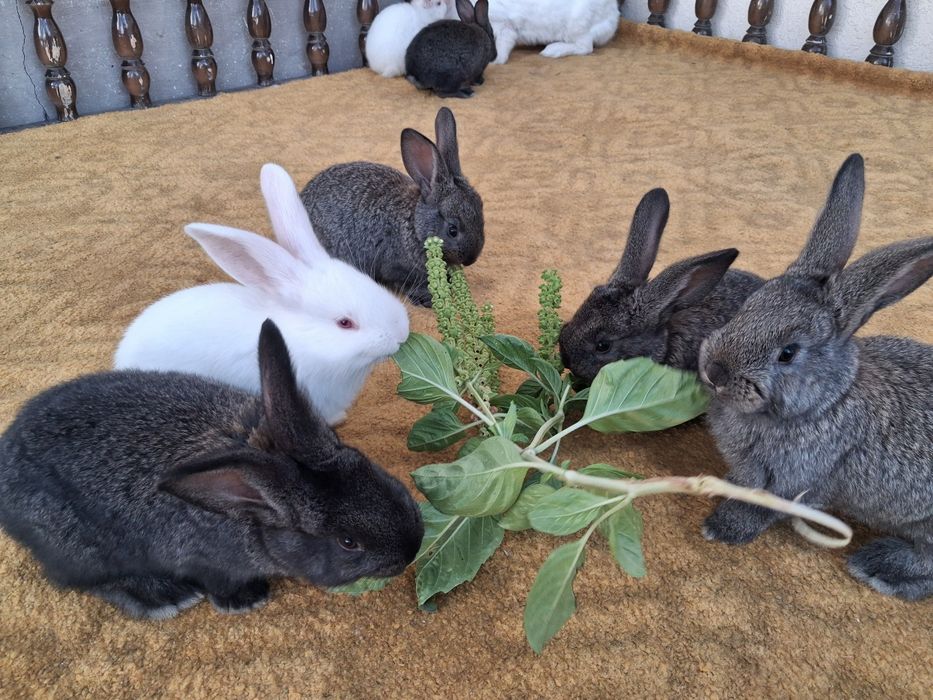 Куйон болалари сотилади она хикол ота фландр тез усади йирик булади