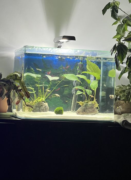 Acvariu dennerle 55l