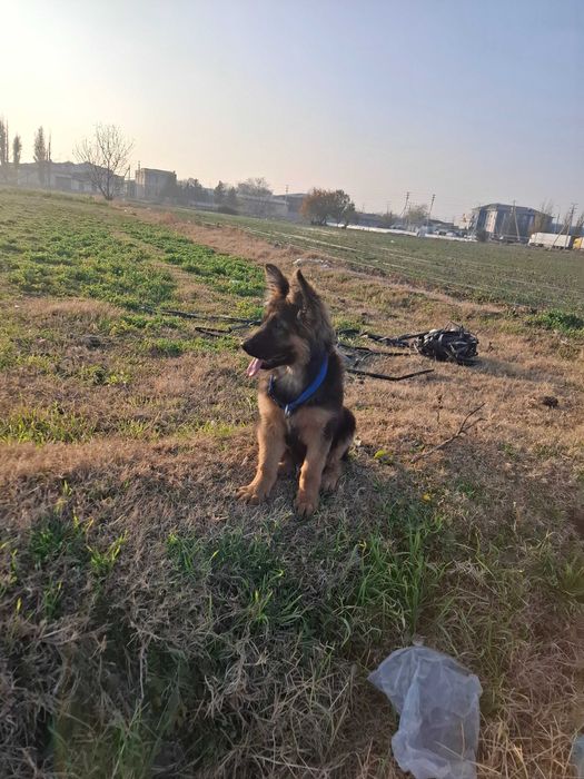 Nemis ofcharka jinsi erkak 4 oylik