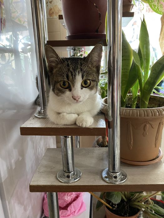 Котёнок мальчик отдам в добрые и надёжные руки.