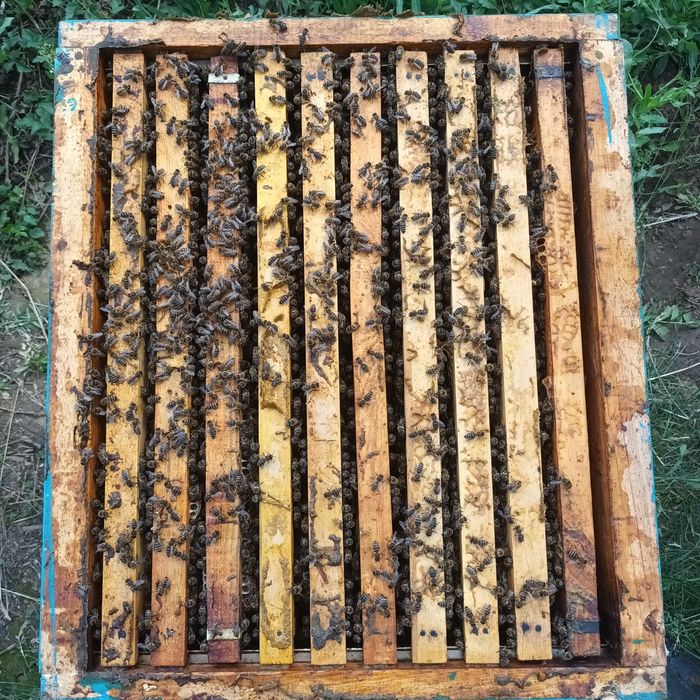 Пчелни семейства и пчелни отводки ДБ