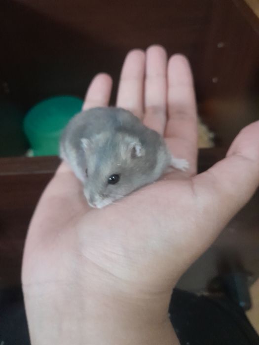 Vând hamsteri fete adult și pui