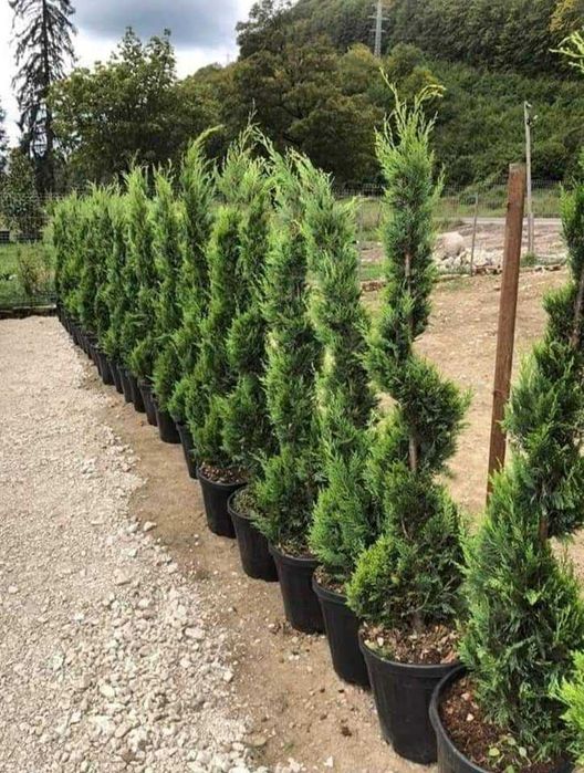 Plante ornamentale pentru grădini verzi și îngrijite
