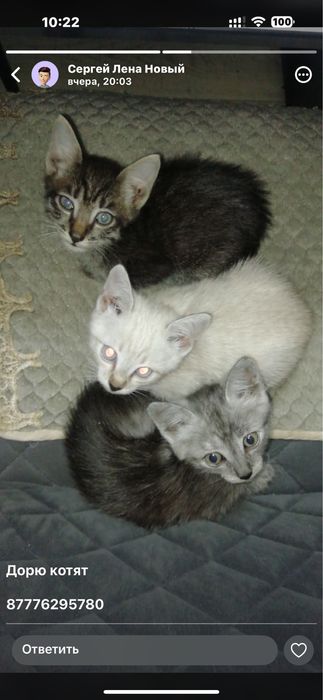 Дарю котят кошка крысыловка
