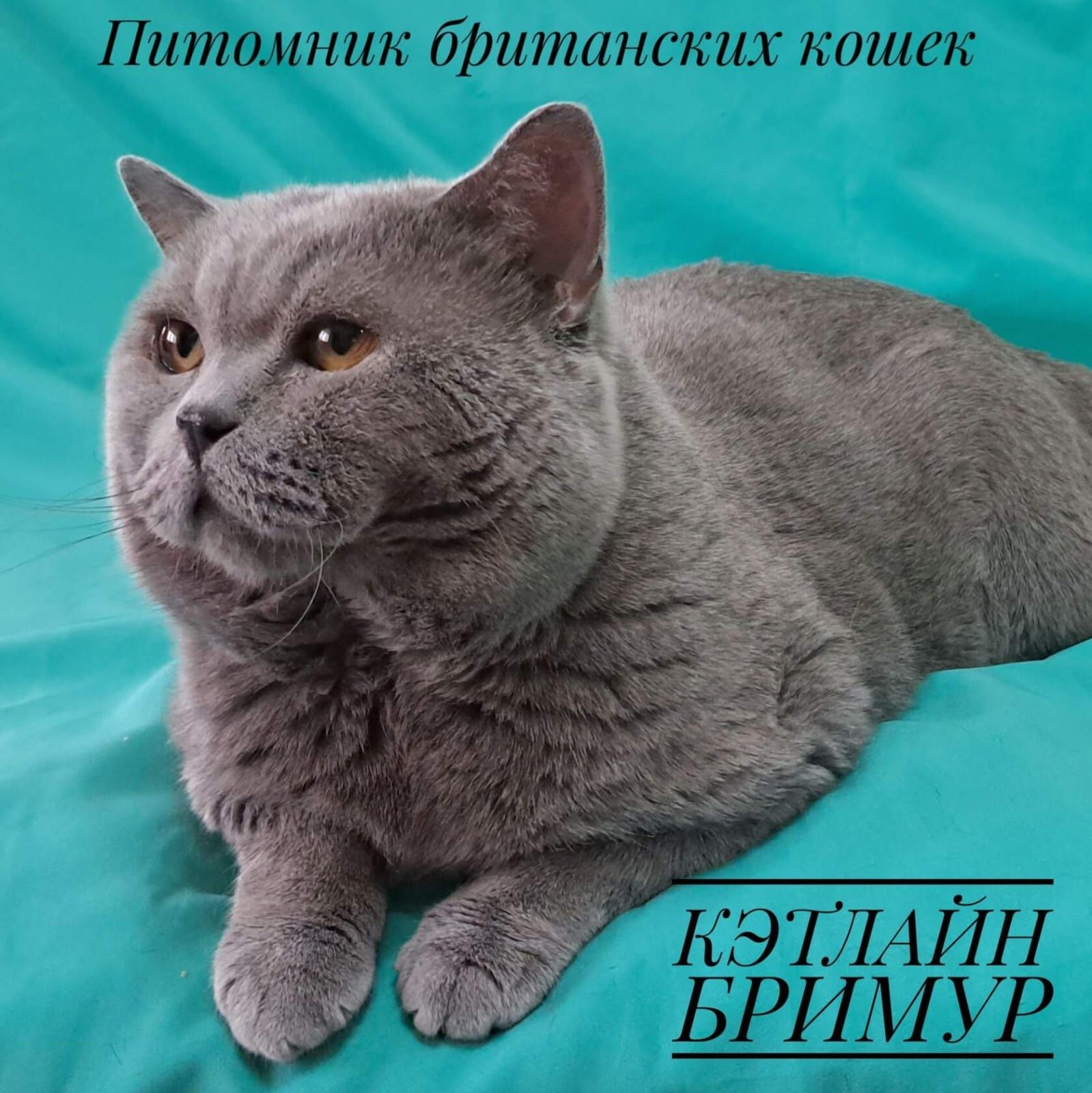 Британские котята из питомника!