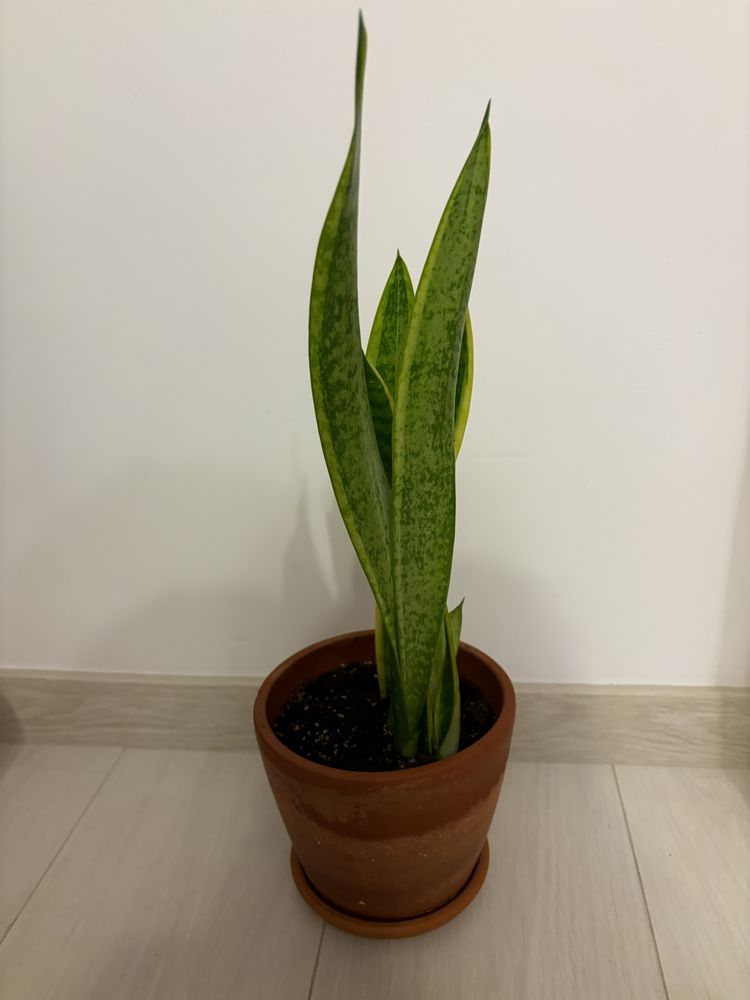 Planta apartament Limba Soacrei - Sansevieria in ghiveci ceramic