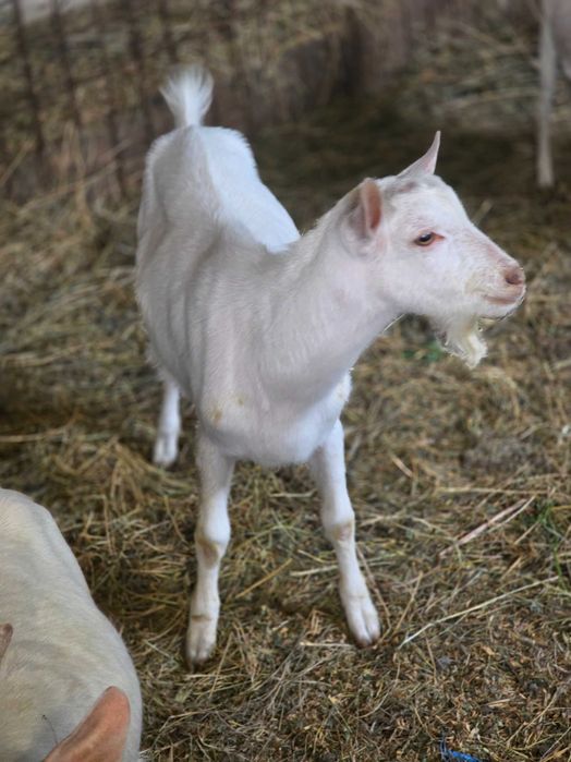 Țap Sannen ciut genetic