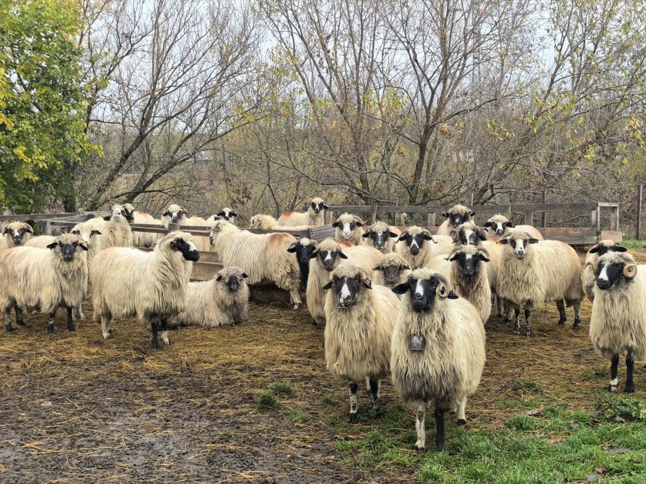 Oi tinere de vânzare