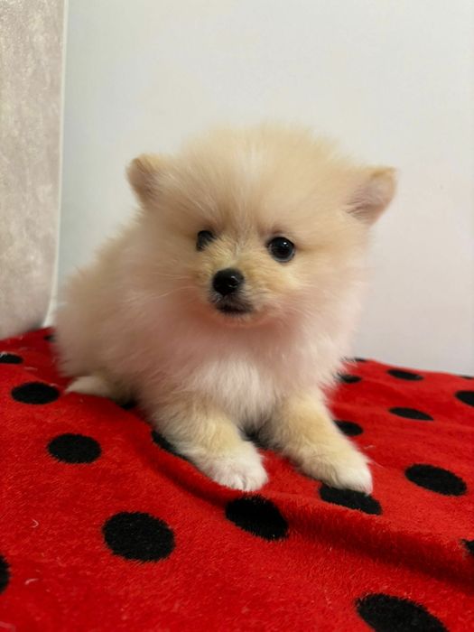 Vand cățelușa pomeraniana