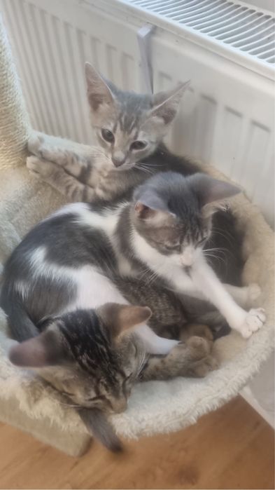 dau in adoptie pisicute (1 baietel 4 fetite)