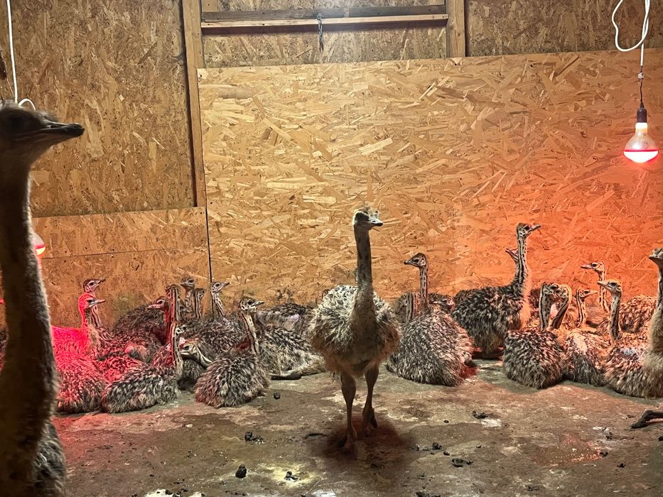 Pui de struț 40/60 de zile