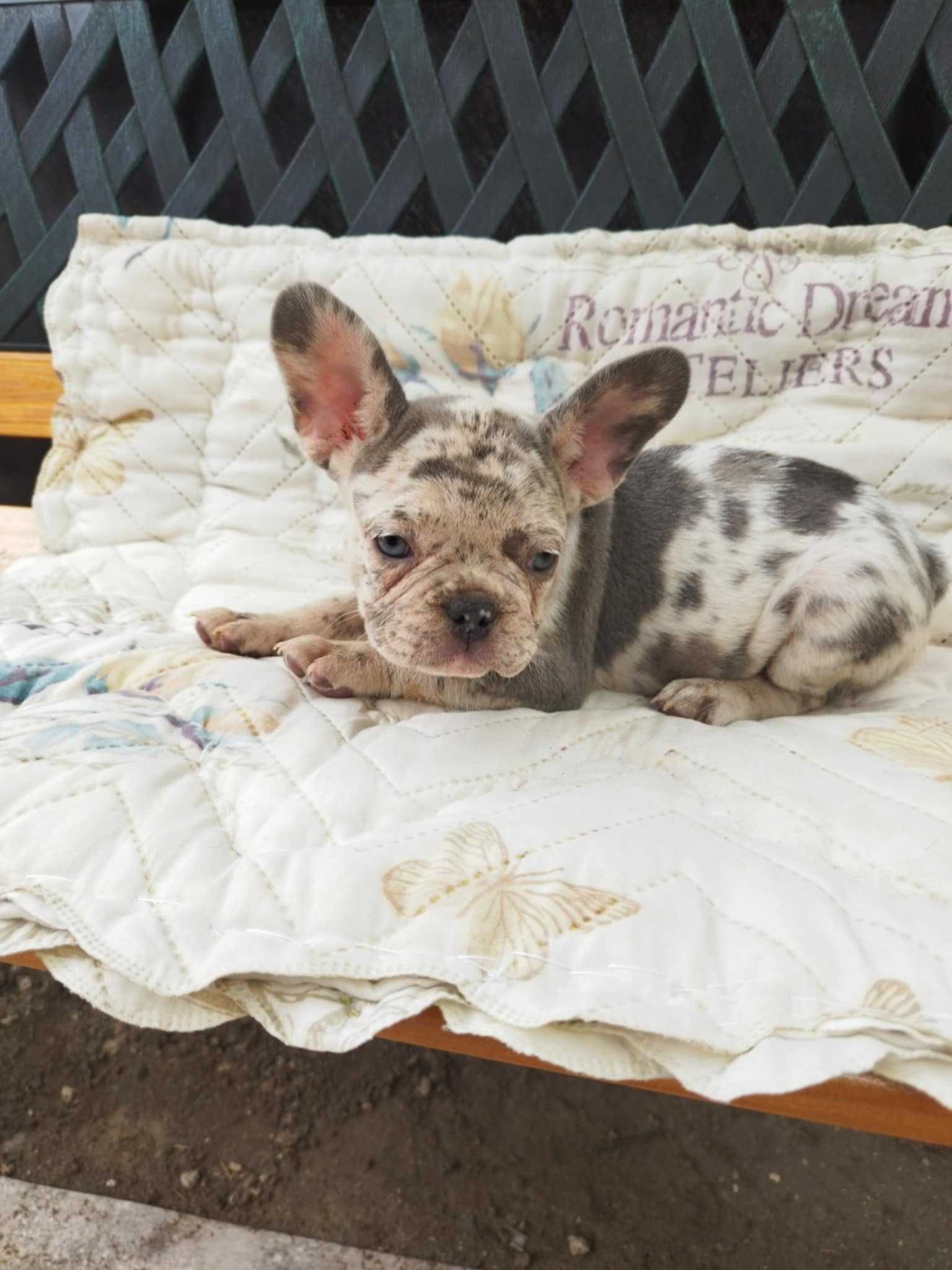 Френски булдог/French bulldog