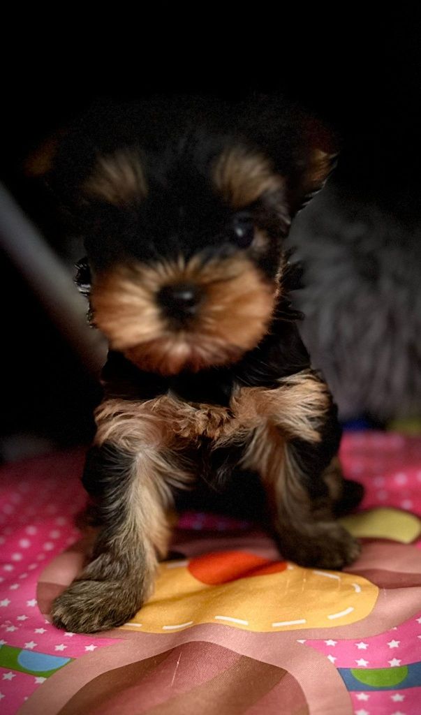 Baietel Yorkshire Terrier pedigree ACHR/FCI