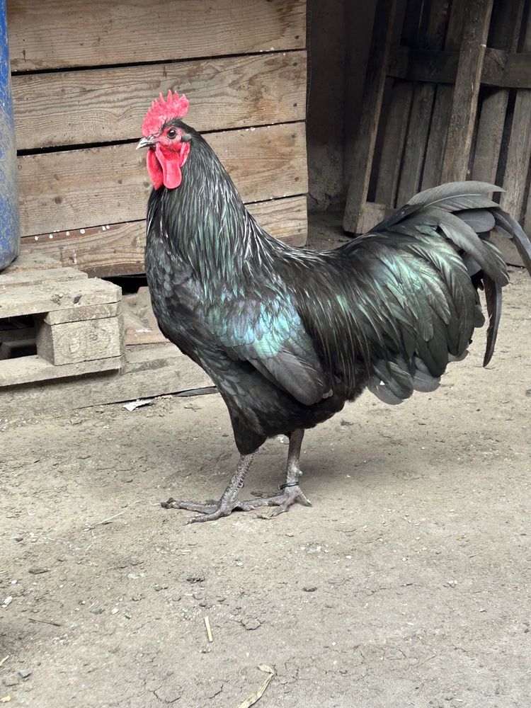 Vand cocosi Australorp 2023