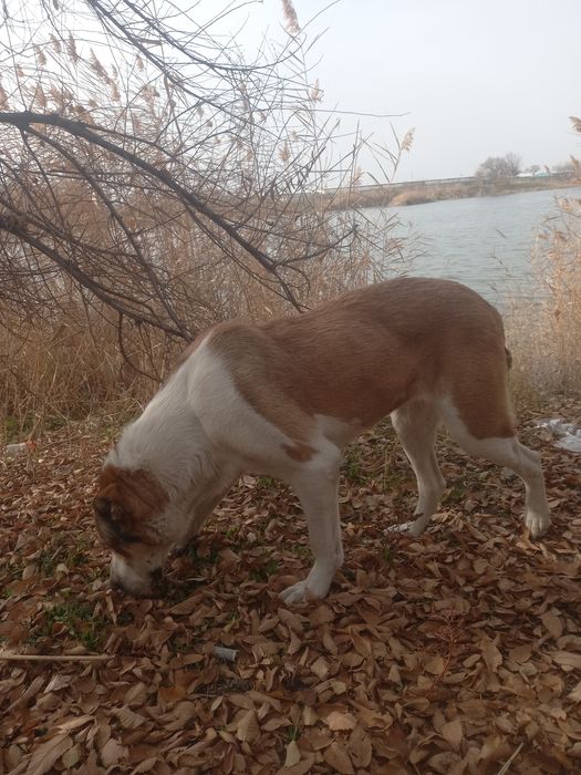 Продаётся Алабай девочка.