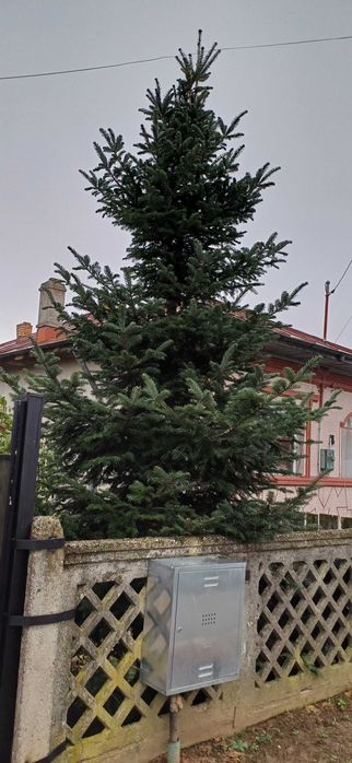 Brad natural pentru Craciun