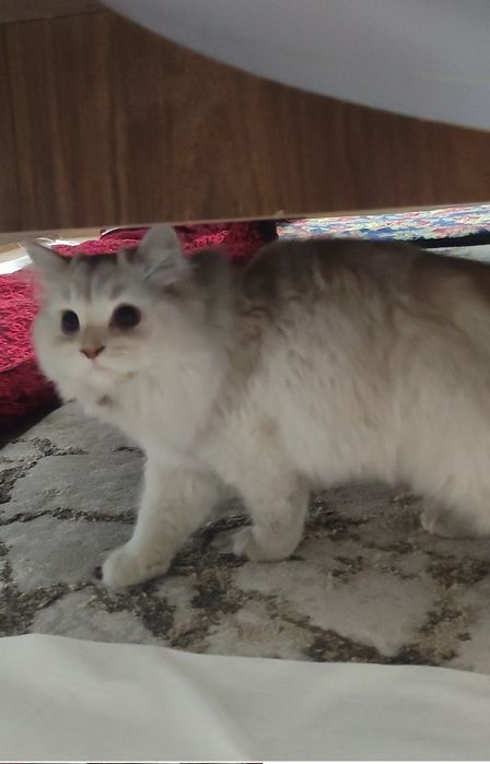 Britian Shinshilla Heyland!!!