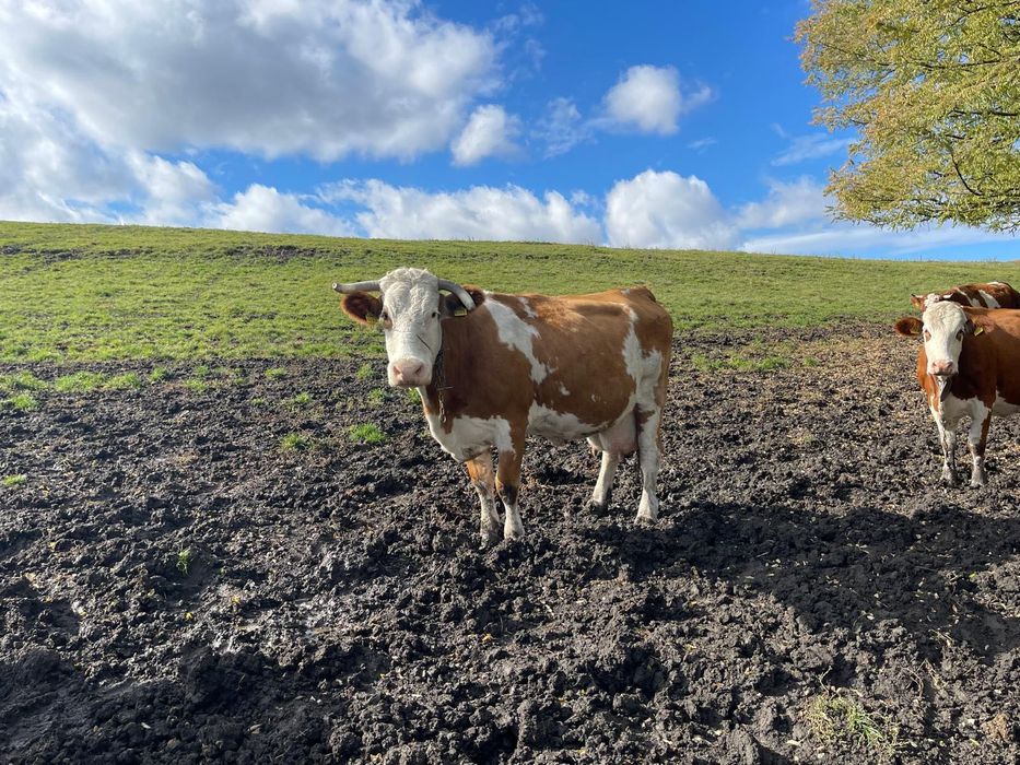 Vând vaca pentru abator
