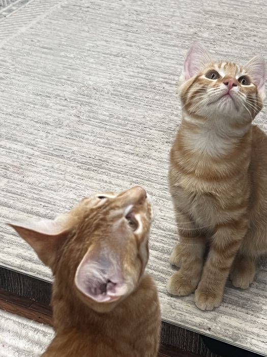 Отдам котенка