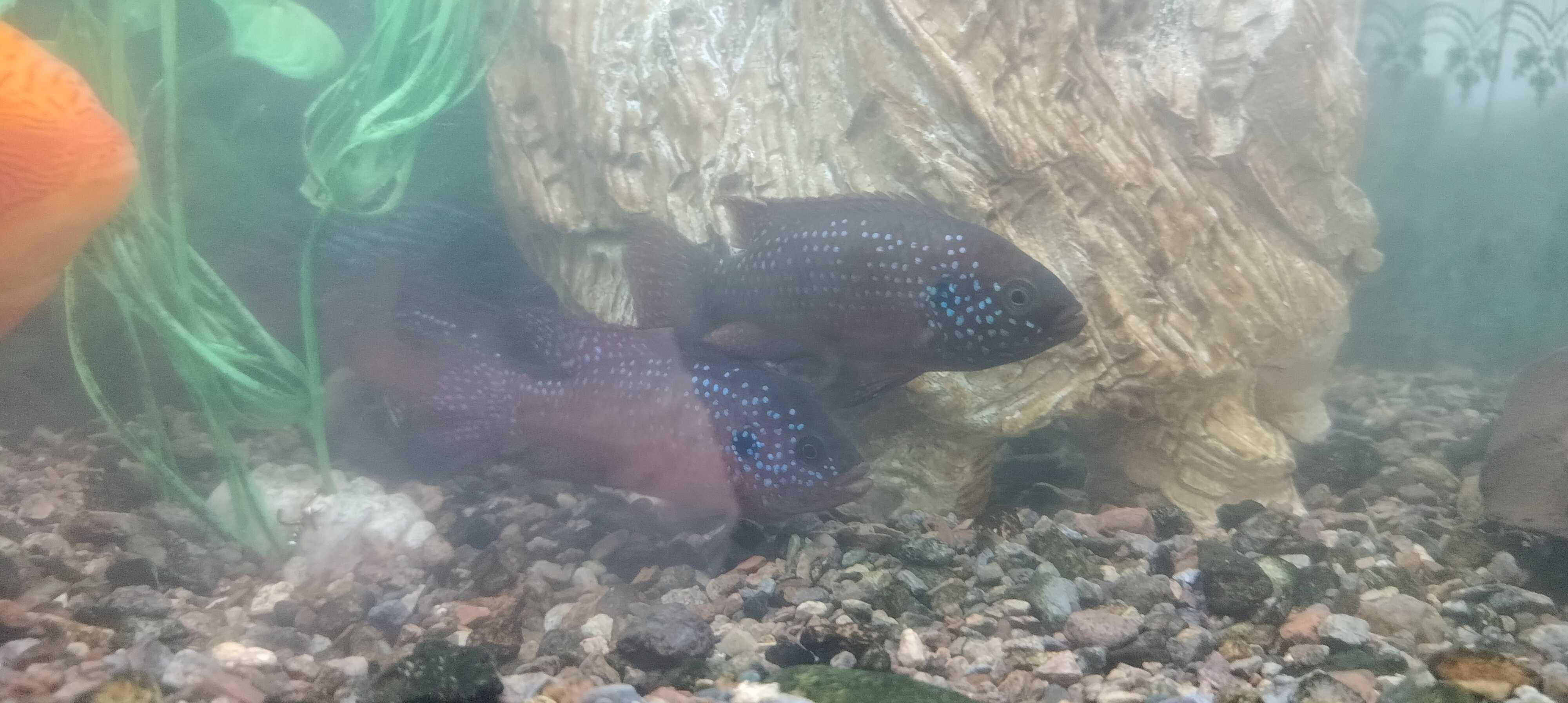 Продаются здоровые, красивые и активные африканки (Jewel Cichlid)