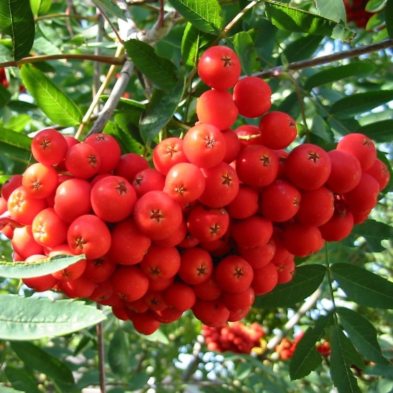 Sorbus aucuparia  ( scoruș de munte )