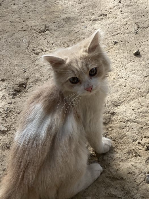 Mushuk bolalari 2ta sotiladi