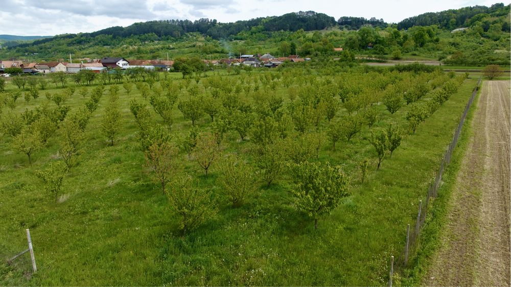 Vand livada de cires 1,4 hectare in com. Auseu