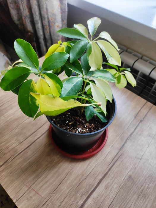 Шефлера пестролистная