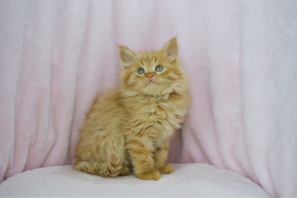 Котенок Сибирский мальчик