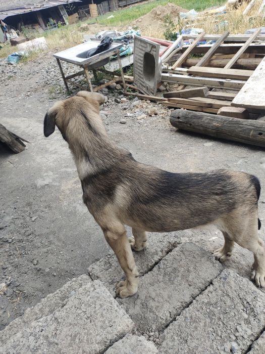 Qozoqi kuchuk.казашка собакa