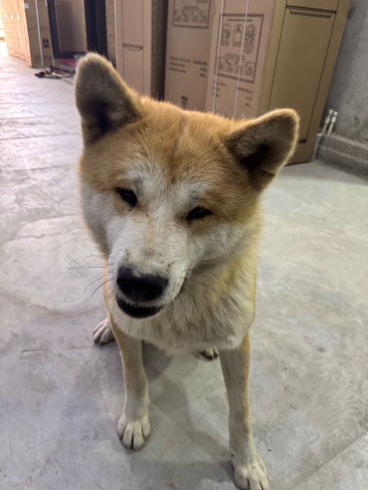 Akita inu 3 mln toza qon