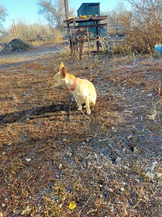 Продам собачку породистую