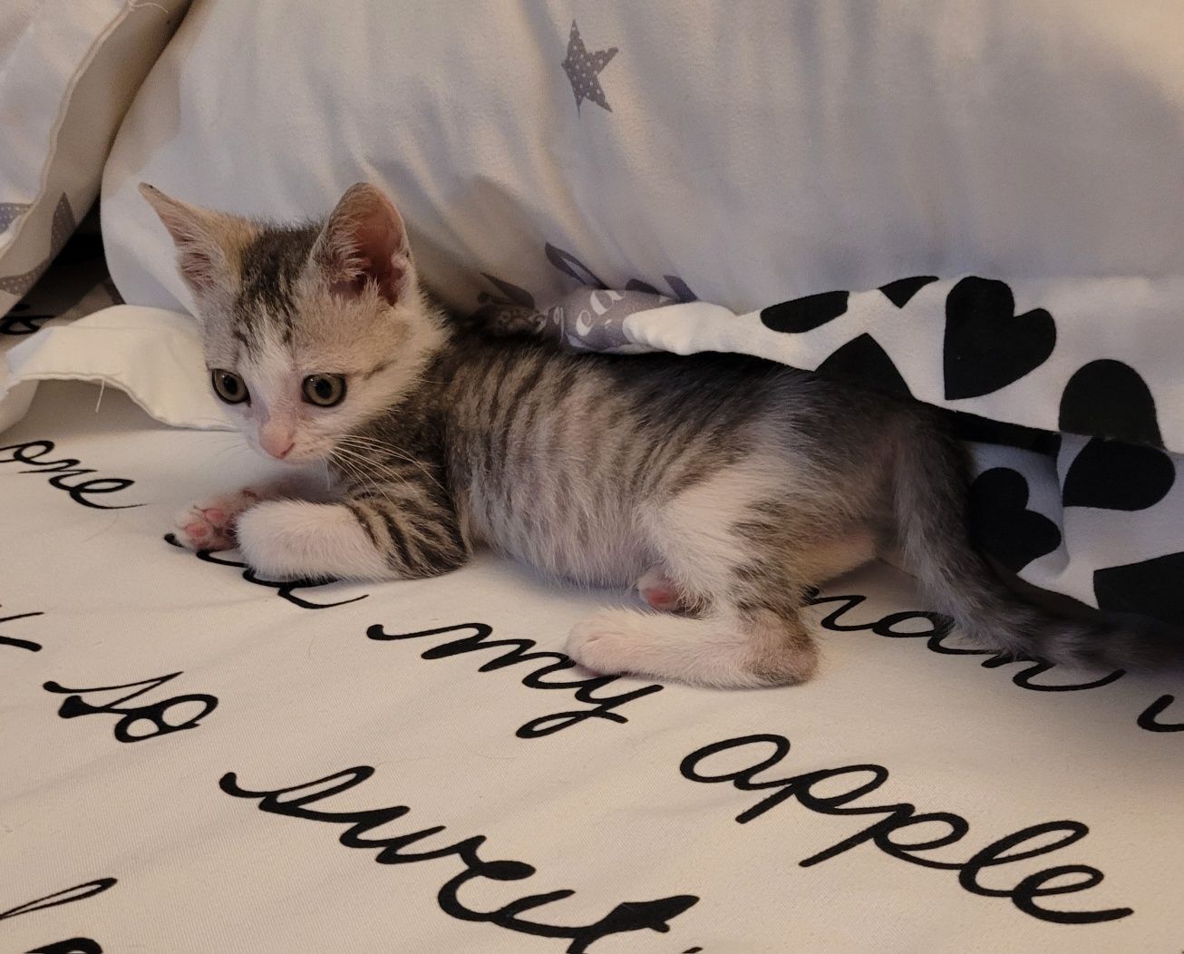 Adopție responsabila
