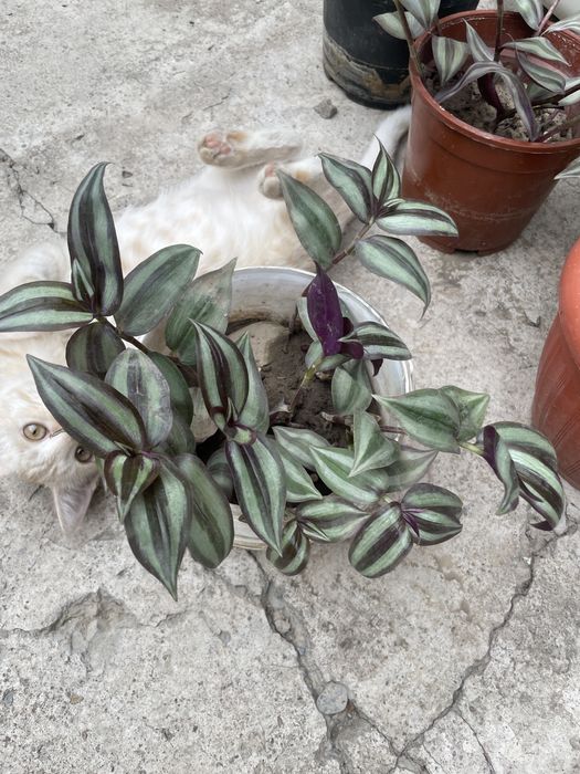 Традисканция (комнатные растения)