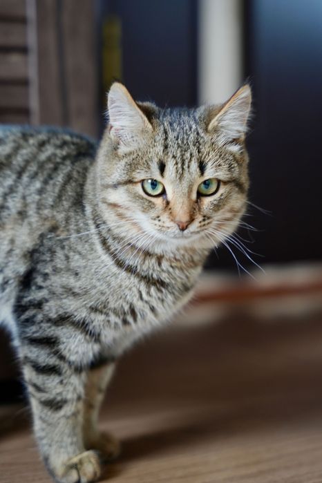 Отдам котенка девочку