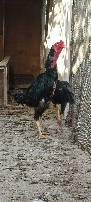 Ешига тулди туловда биринчи тулов немис гиррачи