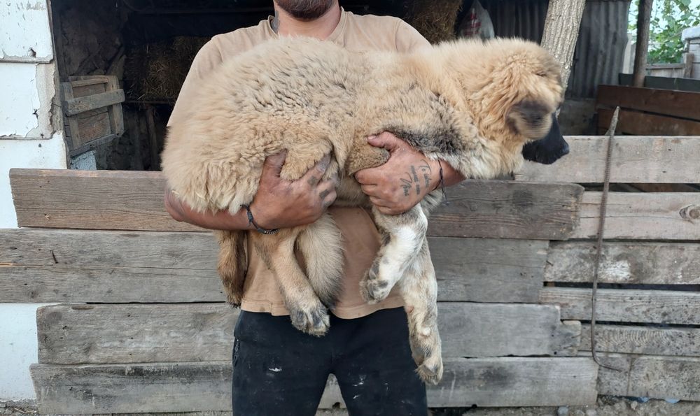 Vând Ciobănesc Caucazian