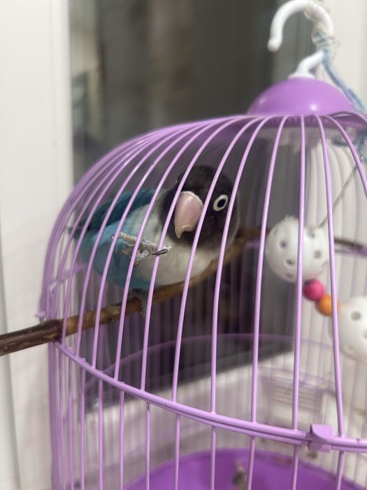 продается попугай неразлучник