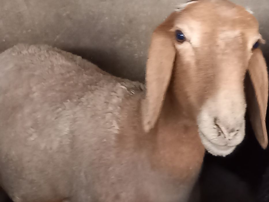 Саулықтар сатылады бағасына келісеміз.  Продается бараны по ценам дого